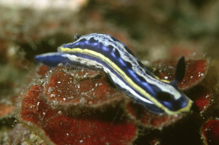 41 pifferaio.jpg - l'Hypselodoris messinensis...